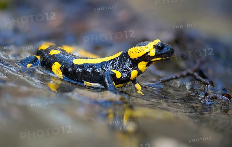 Fire salamanders, fire salamanders, salamandra salamandra, amphibians, amphibians, caudata, amphibians, tail amphibians