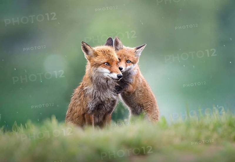 Red fox (Vulpes vulpes), mother with young, Zurich, Switzerland