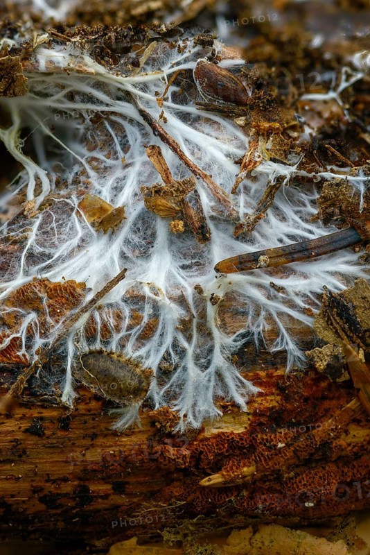 Fringed steccherinum, fringed resupinate spines, fringed steccherinum, steccherinum fimbriatum, fungi, high size, vertical format, mushrooms