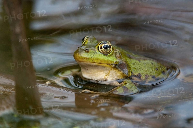 Edible Frog, Pelophylax Esculentus, Pelophylax Kl. Esculentus, Rana Kl. Esculenta, Pond Frog, Amphibian, Frog, Frog, Amphibian