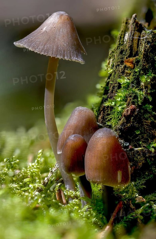Helmling, Mycena Silvae-Nigrae, Mycena Stipata var. Silvae-Nigrae, Nitrate Helmet, Pine Bonnet, Two-Spore Nitrate Helmet, Fungus, High Size, Portrait, Mushrooms
