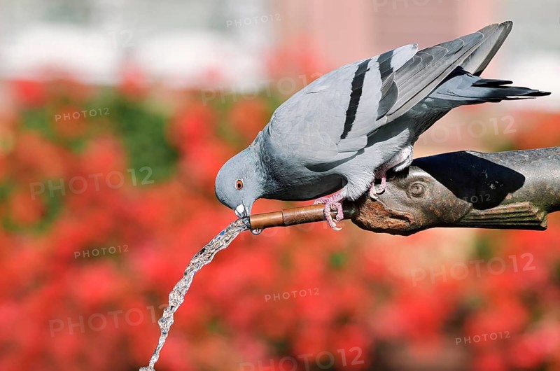 A rock pigeon (Columba livia f. domestica) drinks from a gargoyle, fountain, Ribeauville, Haut-Rhin, Alsace, Grand Est, France
