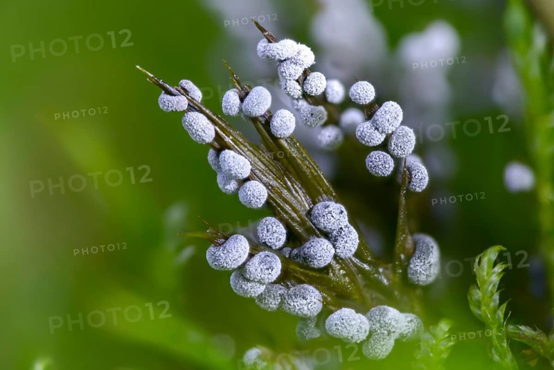 Didymium melanospermum, grey pellet slime mold, hemispherical crust mushroom, slime molds, slime mold, white-grey thread ball