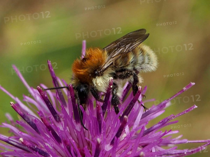 A field bumblebee (Bombus pascuorum) feeds on nectar from a purple flower, Goms, Canton of Valais, Switzerland