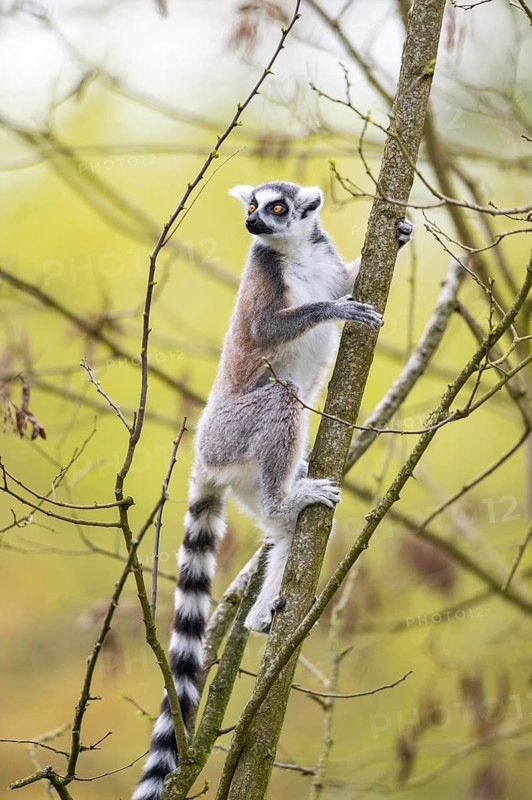 Ring-tailed lemur (Lemur catta) climbing in a tree, captive, Germany