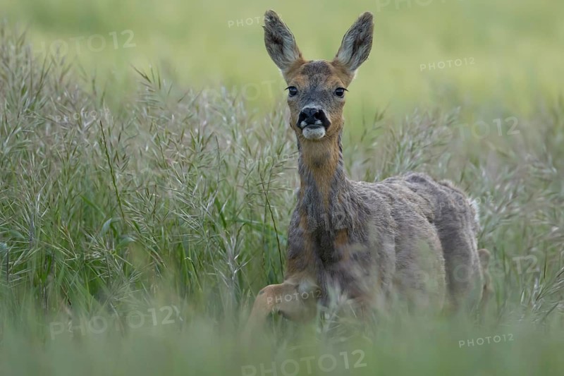 Roe deer (Capreolus capreolus) adult female doe animal in a farmland cereal crop in summer, England, United Kingdom