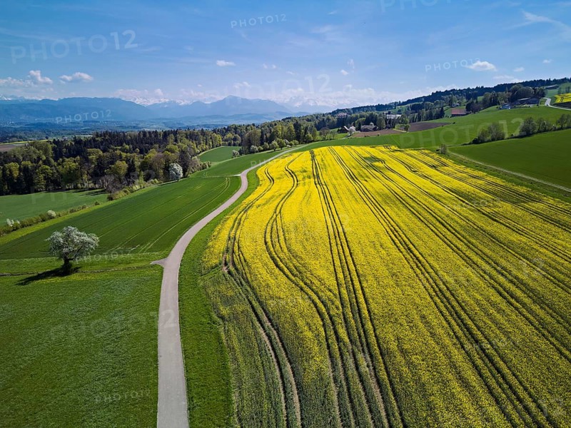 Blooming rapeseed field with the Alps and the Rigi in the background, Geltwil, Freiamt, Canton of Aargau, Switzerland