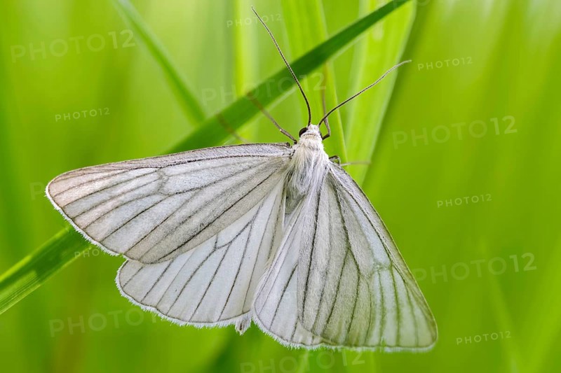 Geometridae, hard mouse moth, black vein moth, Siona lineata, moth, moth, white moth, insects, moths, moths, moths, butterflies