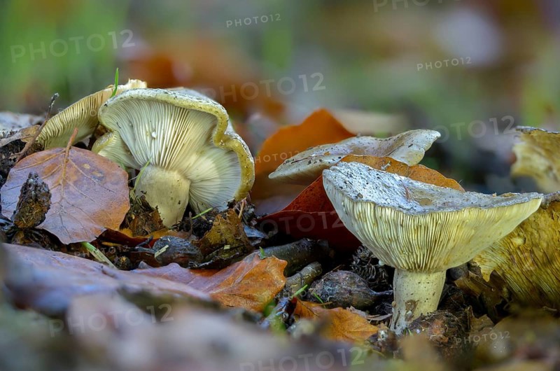 Agaricus blennius, beech milkcap, grey-green milkling, lactarius blennius, lactarius viridis, milkling, fungi, fungi, slimy milkcap