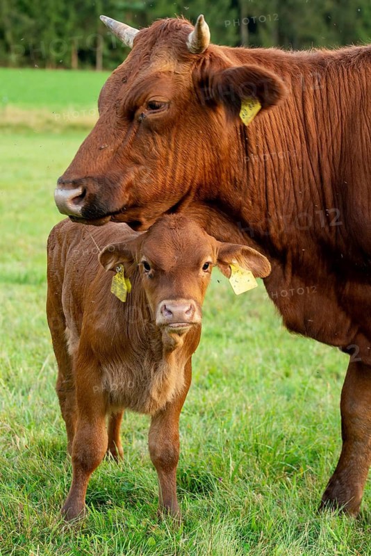 Artiodactyla, Bavaria, Bos Taurus sspec.5, cattle, even-toed ungulate, high-altitude cattle, Upper Palatinate, cloven-hoofed cattle, Tirschenreuth, Waldnaab, Waldnaabaue, wild willows Waldnaabaue, domesticated animals, extensive grazing, pet, high size, portrait format, mammals, cattle, mammals