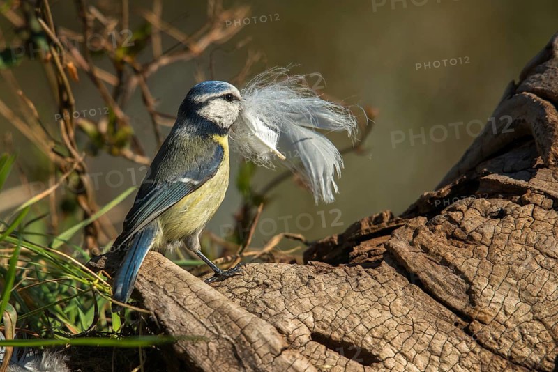Blue tit, parus caeruleus, birds, feathers, tits, nest building, passeri, songbirds, tits, birds