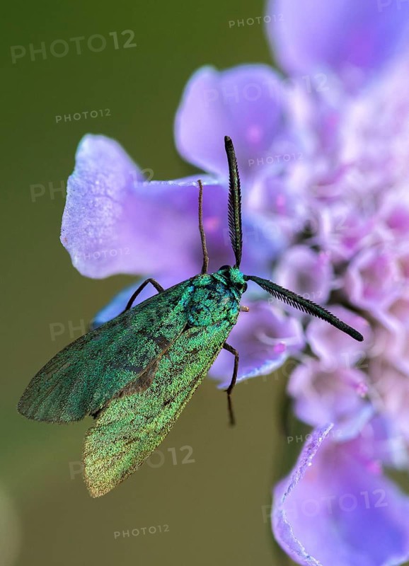 Adscita geryon, cistus forester, green ram, sunrose green ram, zygaenidae, burnet, butterfly, high size, portrait format, insects, moths, moths, moths, butterfly