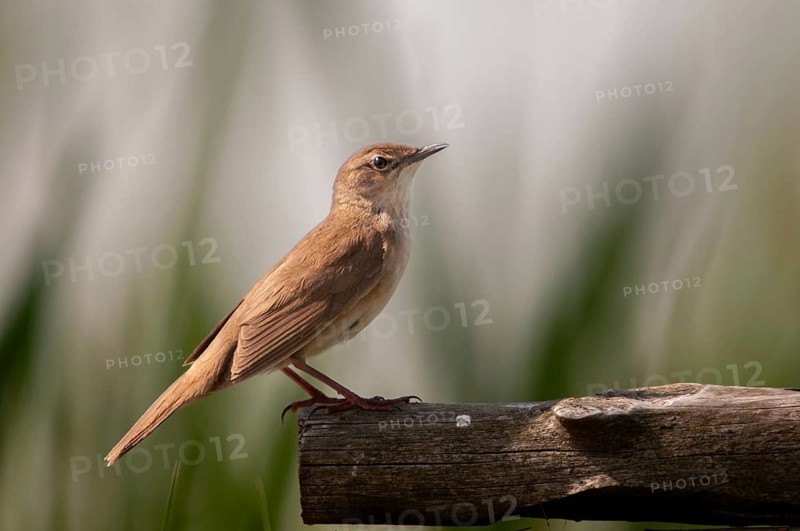 Locustella luscinioides, cane swirl, Savi's warbler, birds, passeri, songbirds, birds