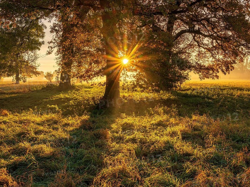 Morning atmosphere in the flower ground in autumn, old oak trees in meadow with morning fog at sunrise, the sun breaks through colorful leaves, Naumburg, Saxony-Anhalt, Germany