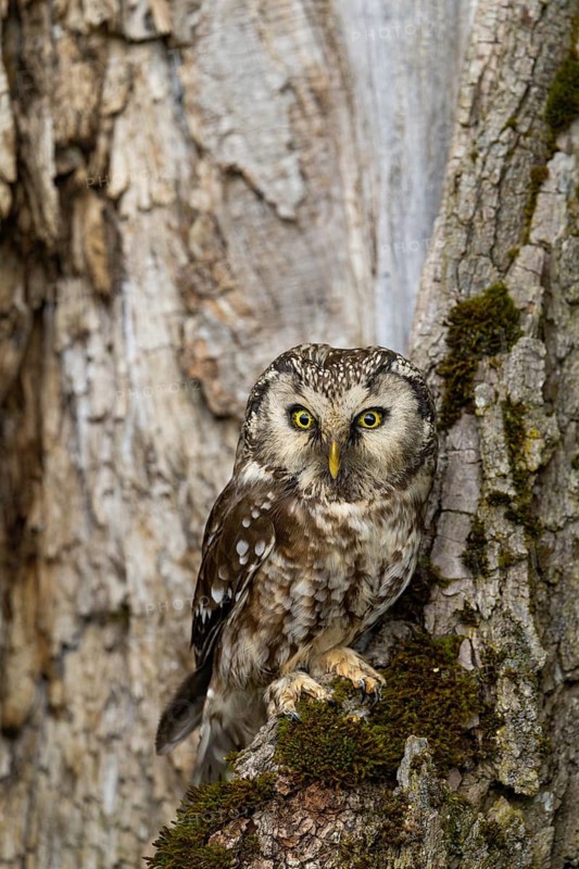 A majestic owl perches on a tree trunk, surrounded by moss and nature in a quiet forest, a Tengmalm's owl (Aegolius funereus), adult, on a tree, alert, Bohemian Forest, Czech Republic