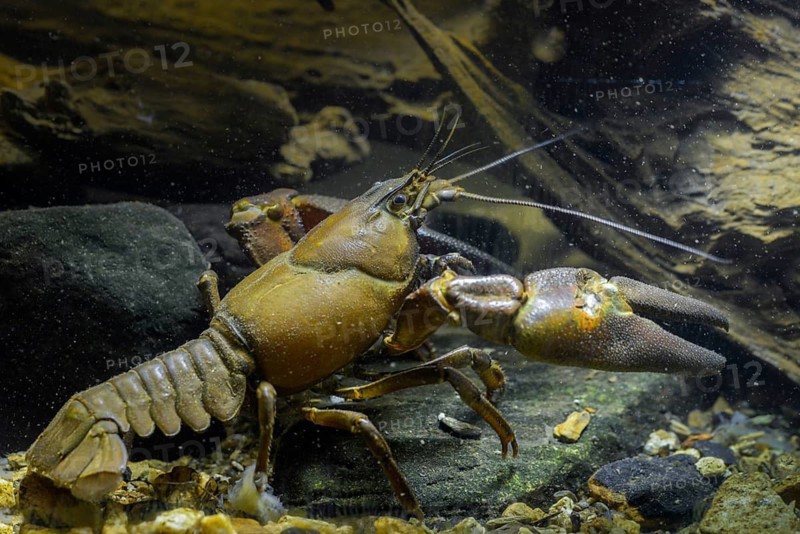 American crayfish, astacoid, astacus leniusculus, crayfish, Californian crayfish, pacifastacus leniusculus, signal crayfish