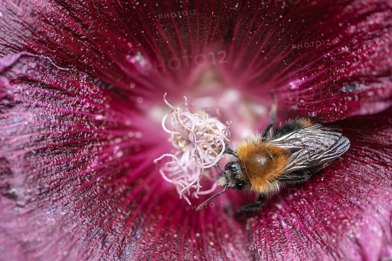 Field bumblebee (Bombus pascuorum) on a hollyhock flower, Emsland, Lower Saxony, Germany