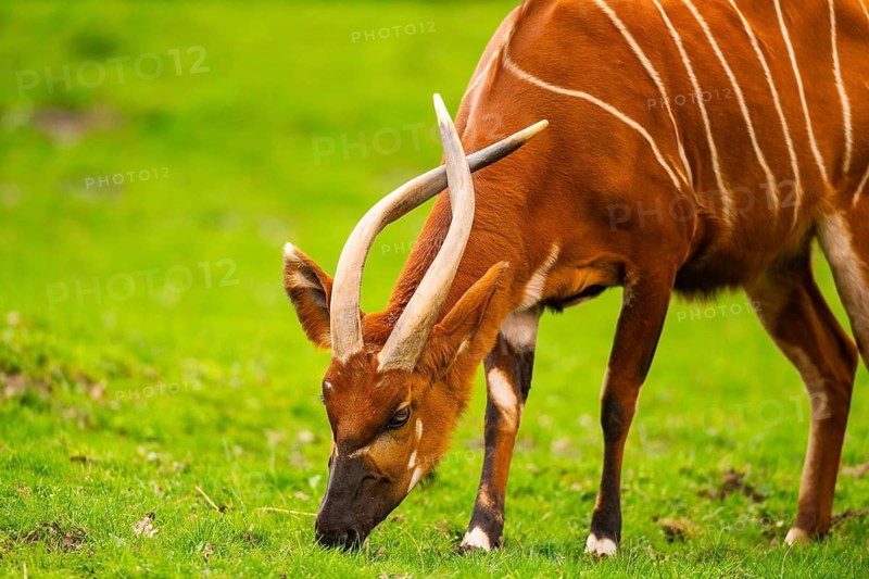 Bongo (Tragelaphus eurycerus) on a meadow in spring, portrait, captive, Germany