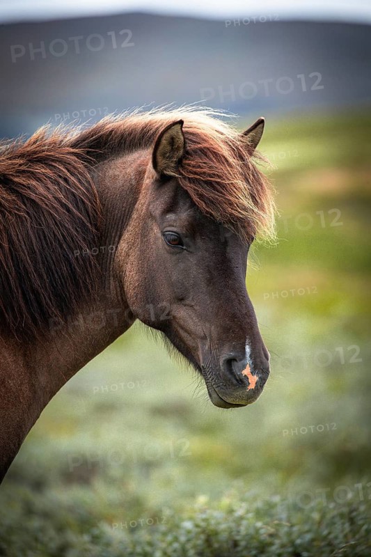 Close-up of brown horse standing quietly in the wild, Norwegian fjord horses, in tundra, landscape, half-wild horse Dovrefjell National Park, Oppdal, Norway