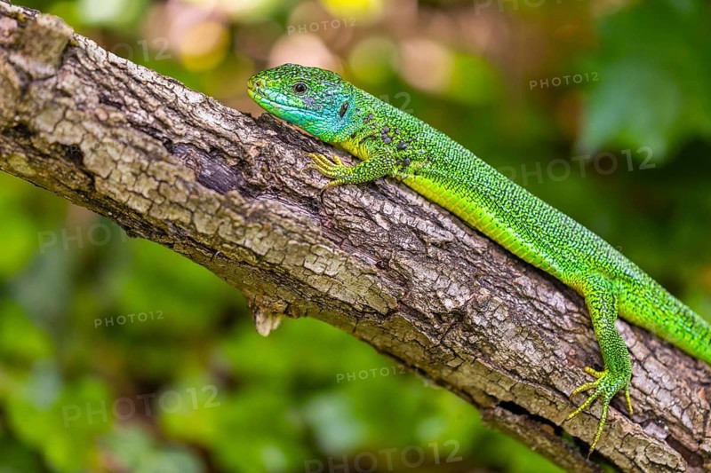 Western green lizard (Lacerta bilineata) sunbathing on a branch, scaly crawlers (Squamata), male, spring, Oberbergen, Kaiserstuhl, Baden-Württemberg, Germany