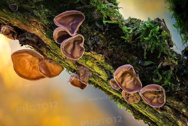 Auricularia auricula judae, auricularia sambucina, black fungus, Chinese morel, hirneola auricula judae, elderberry mushroom, eldersponge, jew's ear, judas ear, mu-err, earlobe fungus, cloud ear fungus, fungus, jelly ear, mushrooms, wood ear