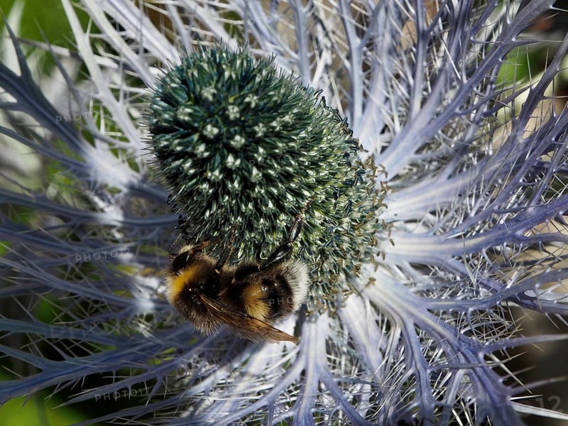 A garden bumblebee (Bombus hortorum) perched on a flower with a spiked inflorescence, Goms, Canton of Valais, Switzerland