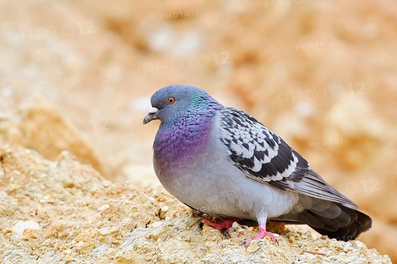 Rock pigeon (Columba livia), Algarve, Portugal