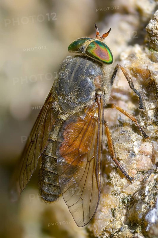 Brake spec., hybomitra spec., diptera, high size, portrait format, insects, two-winged birds