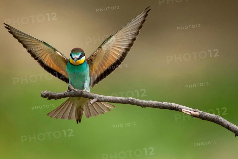 Bee-eaters, bee-eaters, coraciiformes, merops apiasters, birds, Bulgaria, leo, meropidae, spider, birds
