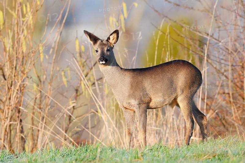 European roe deer (Capreolus capreolus), fawn in winter, Lower Saxony, Germany