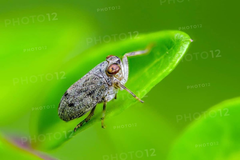 Common beetle cicada, Issus coleoptratus, beetle cicada, the planthopper, insects, cicadas