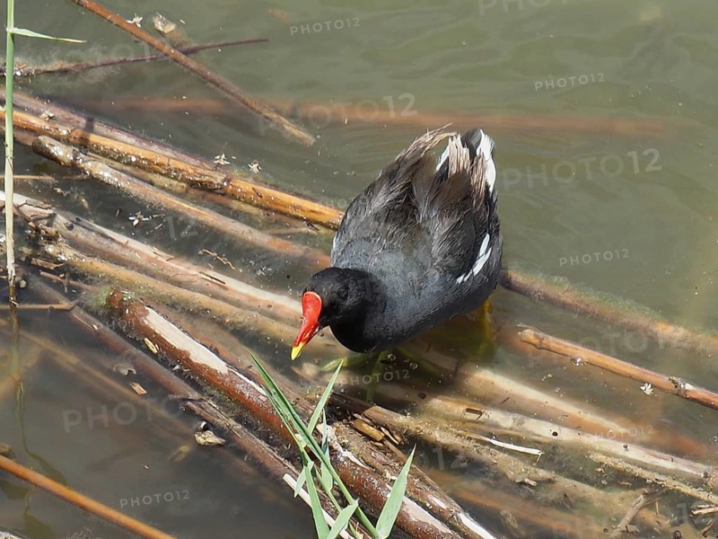 A waterbird, the moorhen (Gallinula chloropus), stands on driftwood by the shore, Gran Canaria, Spain