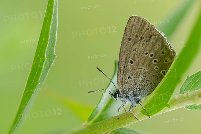 Glaucopsyche Alcon ssp. rebeli, glaucopsyche rebeli, cruciferous ant blue, maculinea rebeli, phengaris alcon ssp. rebeli, phengaris rebeli, butterfly, female, insects, butterfly, butterflies, butterflies, female