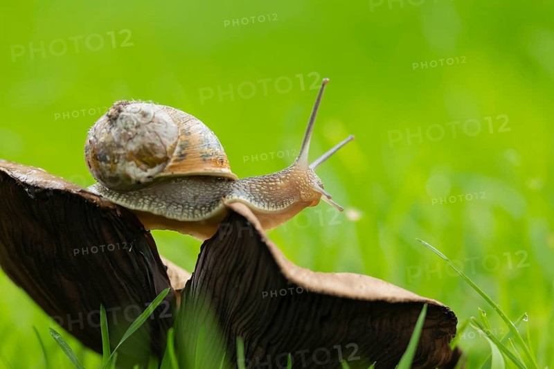 Garden snail (Cornu aspersum) adult mollusca on a fungi on grass lawn, Suffolk, England, United Kingdom