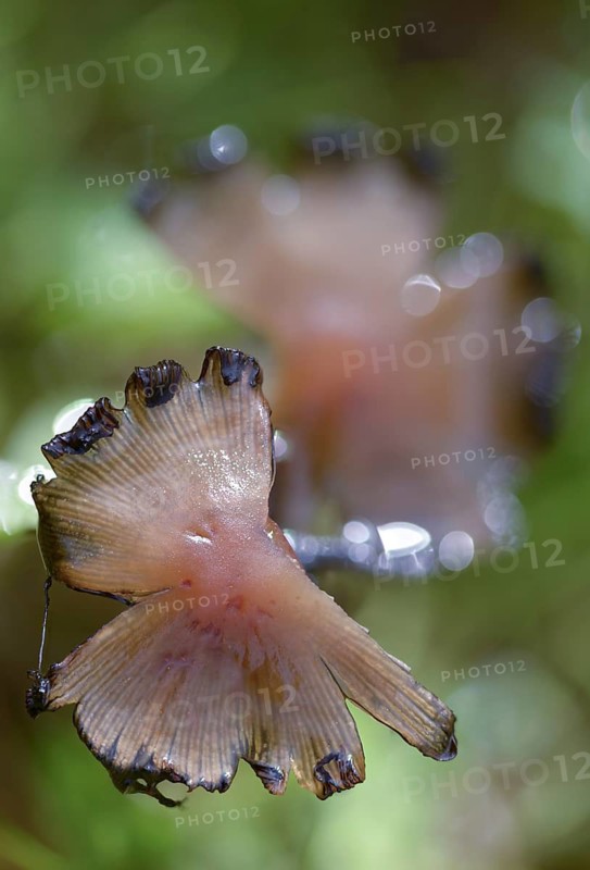 Coprinellus disseminatus, Coprinellus disseminatus agg, Coprinus disseminatus, sown tintling, fairy inkcap, fungi, fungus, high size, portrait format, mushrooms, tintling, trooping crumble cap, decay
