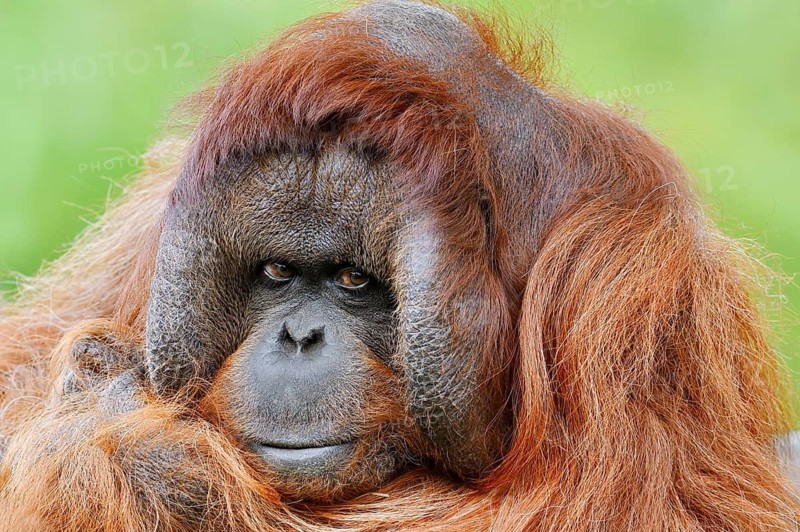 Bornean orangutan (Pongo pygmaeus), male, portrait, captive, occurring on Borneo