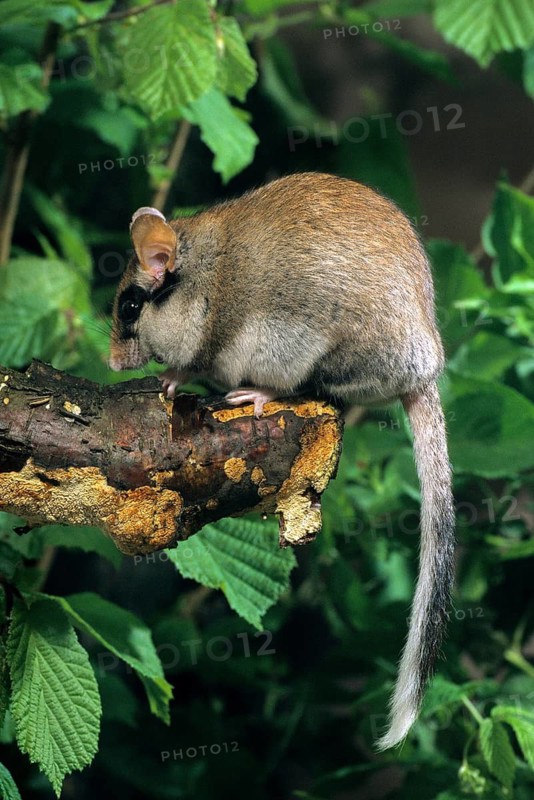 Eliomys Quercinus, garden sleepers, rodents, rodentia, bilche, dormice, dormouse, high size, portrait format, mammals, rodents, sleepers, mammals