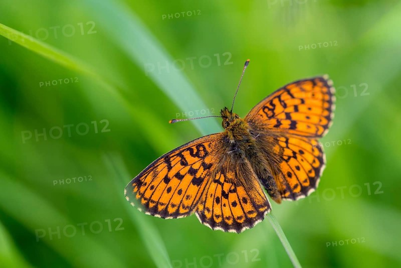 Brenthis Ino, Lesser Marbled Fritillary, Meadowsweet Pearl Butterfly, Purple Silver Butterfly, Insects, Butterfly, Butterfly, Butterflies