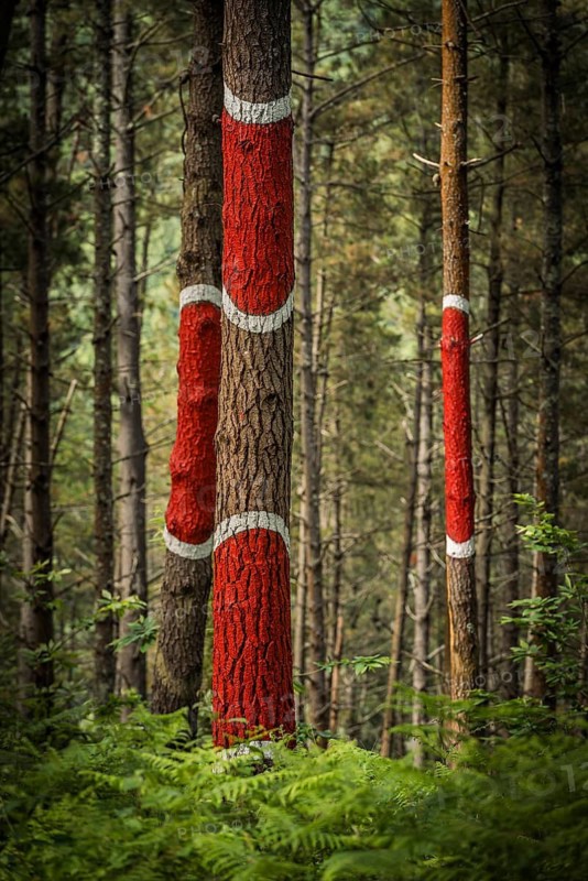 The painted forest Bosque de Oma, land art project in Kortezubi, Basque Country, Spain