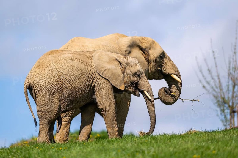 African bush elephant (Loxodonta africana) on a meadow, captive, distribution Afrika