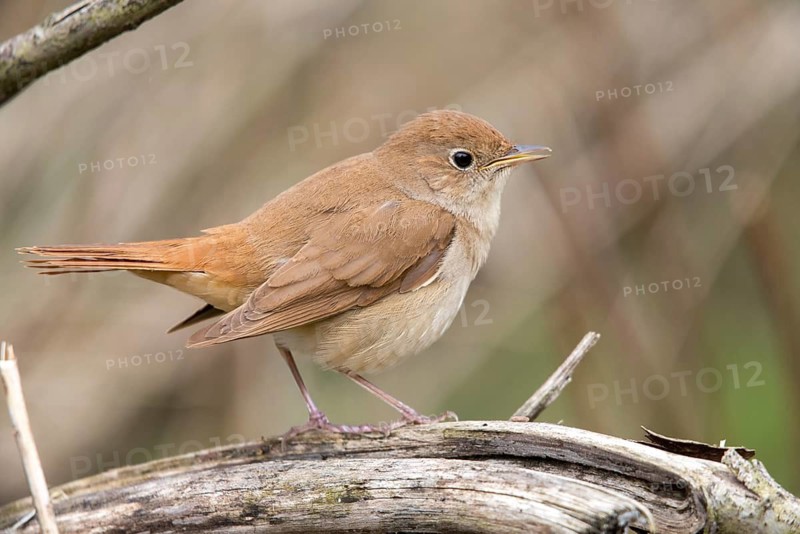 Luscinia megarhynchos, nightingale, birds, passeri, songbirds, songbirds, birds