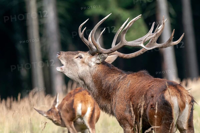 Artiodactyla, Cervus Elaphus, even-toed ungulate, cloven-hoofed, red deer, red deer, rutting, deer, mammals, tubes, mammals