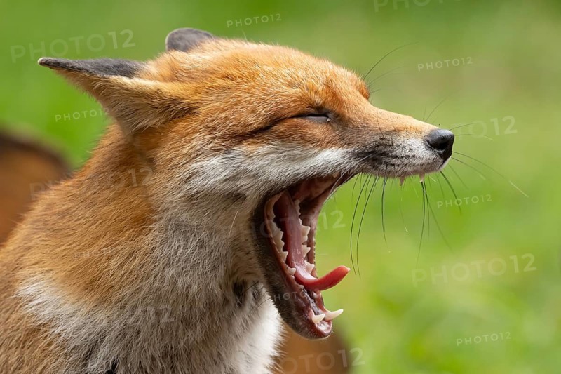 Red fox (Vulpes vulpes) sleepy adult animal yawning, England, United Kingdom