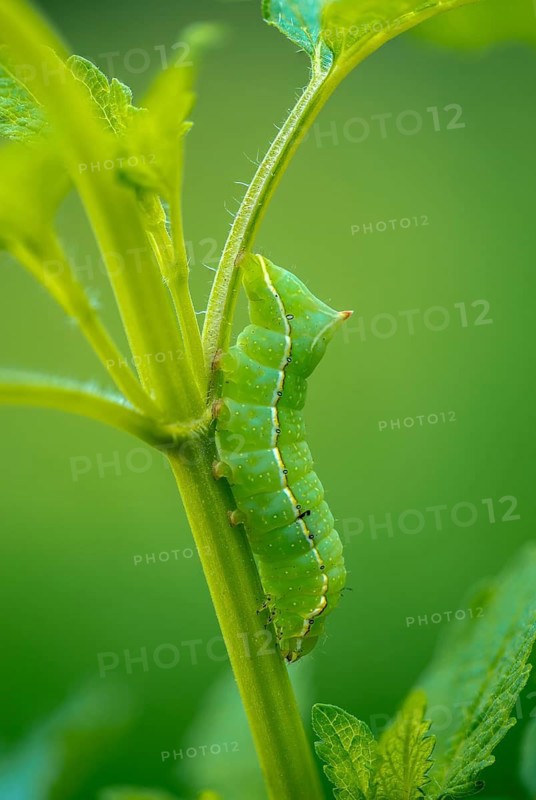 Amphipyra berbera, Amphipyra svenssoni, owl moth, noctuidae, pyramidal owl, Svensson's copper underwing, Svensson's pyramidal owl, butterfly, camouflage, high size, portrait, inchworm, insects, moths, moths, moth, caterpillar, butterfly, camouflage