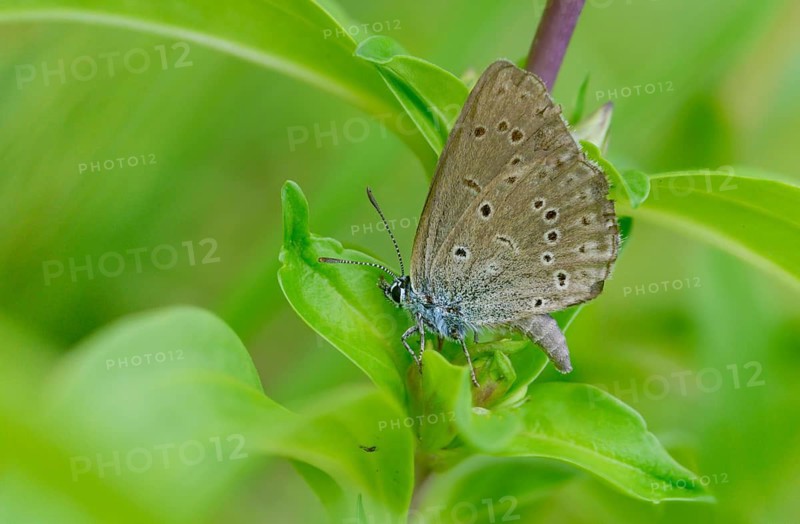 Glaucopsyche Alcon ssp. rebeli, glaucopsyche rebeli, cruciferous ant blue, maculinea rebeli, phengaris alcon ssp. rebeli, phengaris rebeli, butterfly, egg deposition, egg laying, female, insects, butterfly, butterflies, butterflies, butterflies, butterflies, butterflies, female
