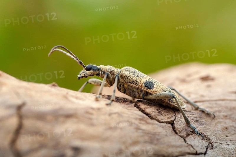 Biting pincheon, blackspotted pliers support beetle, hardwood pincheon, rhagium mordax, scrap-tongerbuck, black-spotted pintreck, pincer buck, beetle, longhbug, coleoptera, insects, beetles
