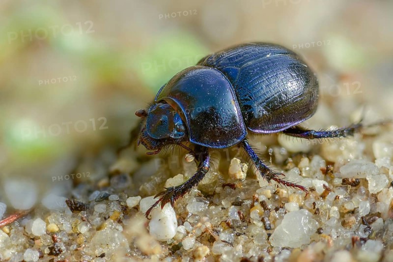 Anoplotrupes stercorosus, geotrupidae, dung beetles, forest dung beetles, beetles, coleoptera, dor beetles, insects, beetles