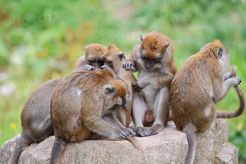 Javan macaques (Macaca fascicularis), a group engaging in mutual grooming, in captivity, found in South-East Asia