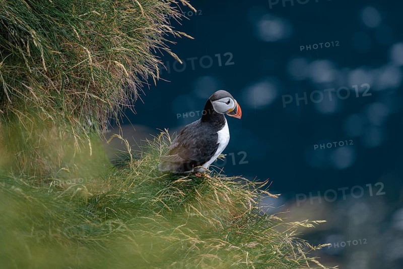 Puffin on grassy rock edge, Gjogv, Faroe Islands