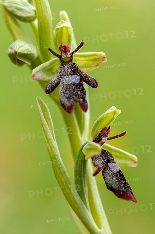 Fly ragwort, Ophrys insectifera, orchidaceae, orchids, orchid, Sweden, flora, fly orchid, high size, portrait format, plants, Sweden, Öland
